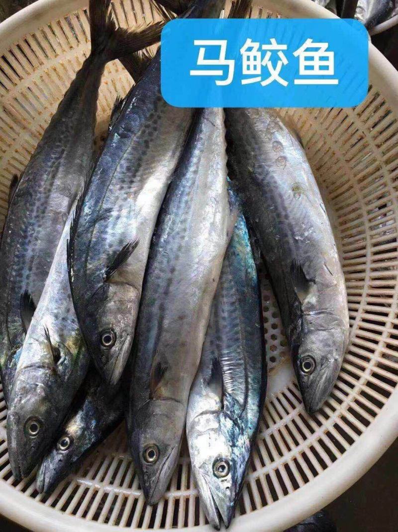东海马鲛鱼船冻