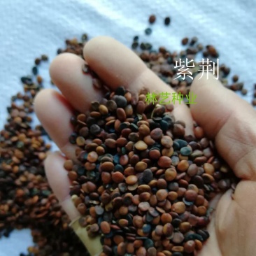 紫荆种子新采紫荆花种子巨紫荆种子紫荆树苗满条红紫荆树种子