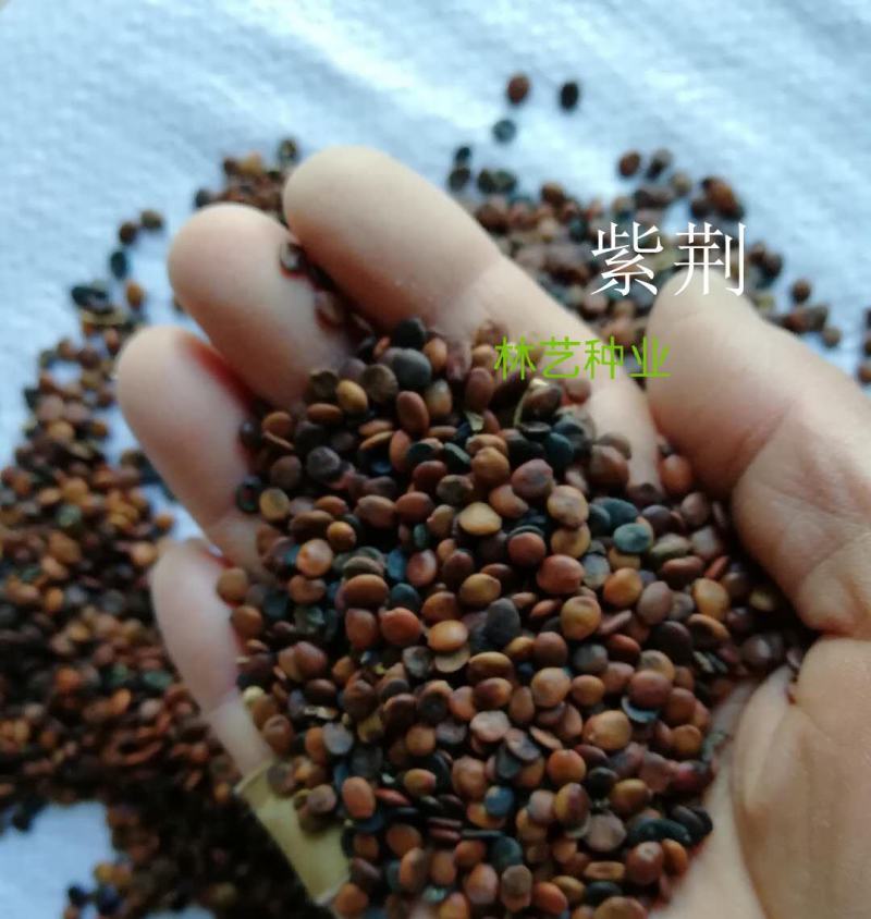 紫荆种子新采紫荆花种子巨紫荆种子紫荆树苗满条红紫荆树种子