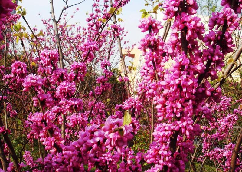 紫荆种子新采紫荆花种子巨紫荆种子紫荆树苗满条红紫荆树种子