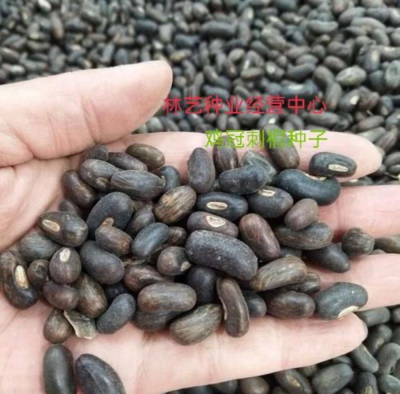 新采鸡冠刺桐种子巴西刺桐鸡冠豆种子象牙红鸡冠花树种子