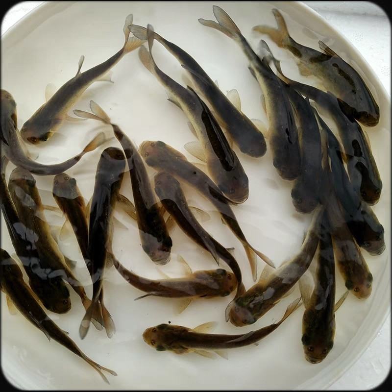 优质花鲢鱼苗白鲢鱼大头鱼苗鳙鱼苗胖头鱼花鲢水花大头鱼水花