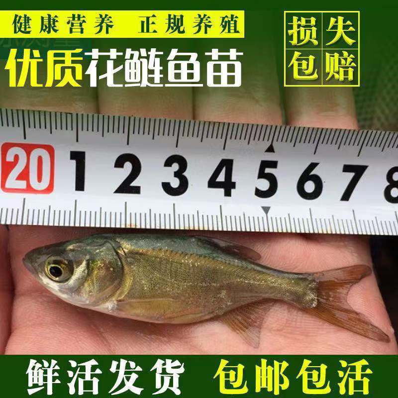 优质花鲢鱼苗白鲢鱼大头鱼苗鳙鱼苗胖头鱼花鲢水花大头鱼水花