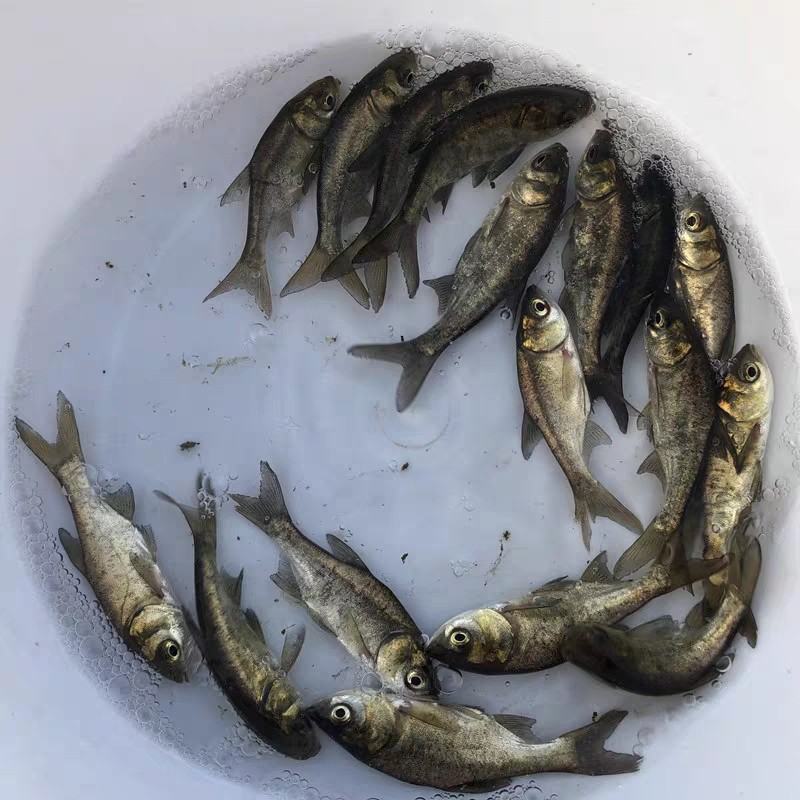 优质花鲢鱼苗白鲢鱼大头鱼苗鳙鱼苗胖头鱼花鲢水花大头鱼水花