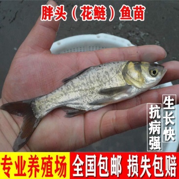 优质花鲢鱼苗白鲢鱼大头鱼苗鳙鱼苗胖头鱼花鲢水花大头鱼水花