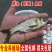 优质花鲢鱼苗白鲢鱼大头鱼苗鳙鱼苗胖头鱼花鲢水花大头鱼水花