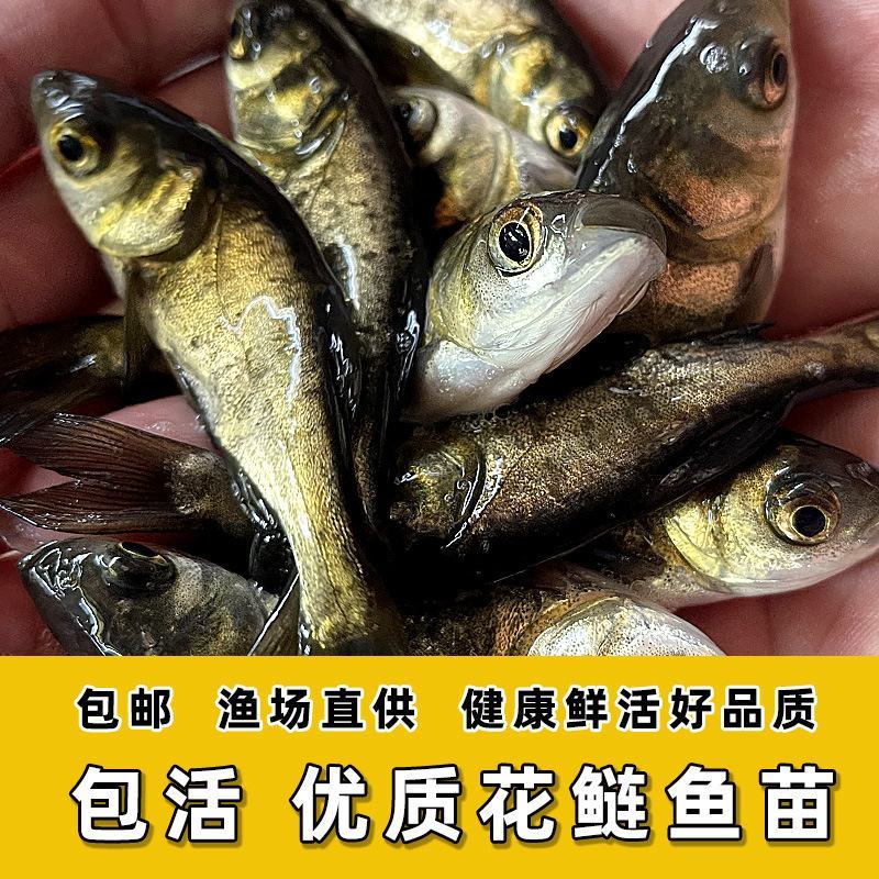 优质花鲢鱼苗白鲢鱼大头鱼苗鳙鱼苗胖头鱼花鲢水花大头鱼水花