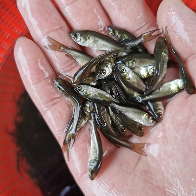 优质花鲢鱼苗白鲢鱼大头鱼苗鳙鱼苗胖头鱼花鲢水花大头鱼水花
