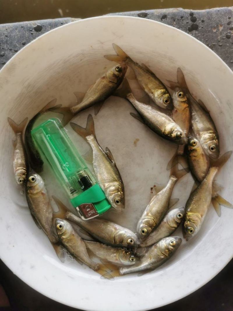 优质花鲢鱼苗白鲢鱼大头鱼苗鳙鱼苗胖头鱼花鲢水花大头鱼水花