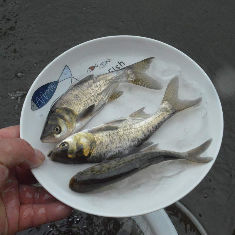 优质花鲢鱼苗白鲢鱼大头鱼苗鳙鱼苗胖头鱼花鲢水花大头鱼水花