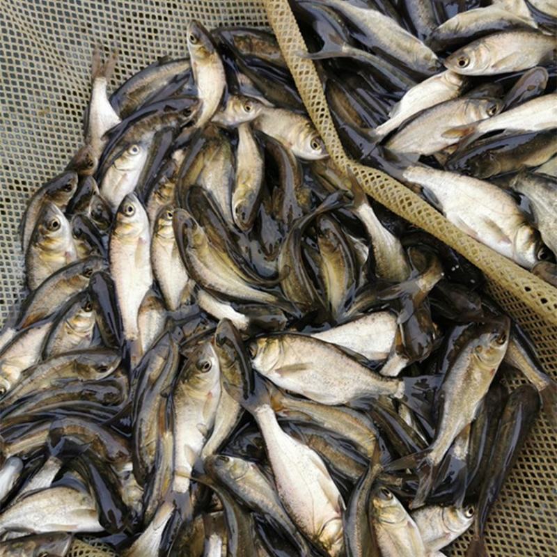 优质花鲢鱼苗白鲢鱼大头鱼苗鳙鱼苗胖头鱼花鲢水花大头鱼水花