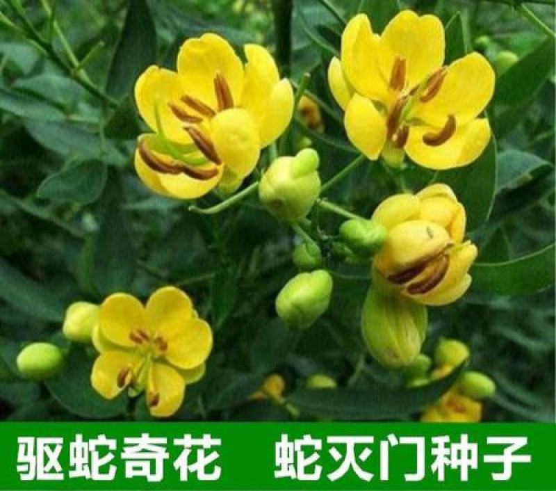 四季播种望江南种子花卉室外播种蛇灭门种子易活