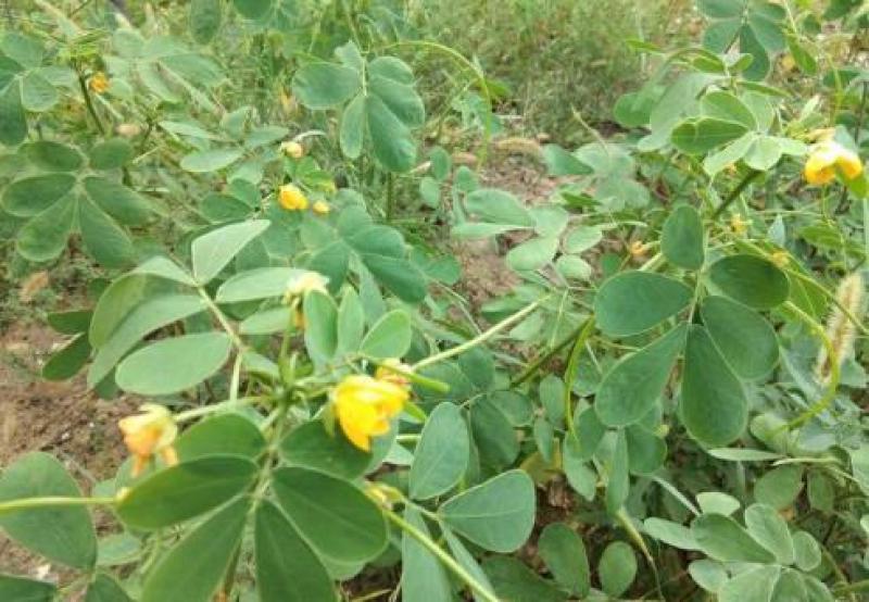 四季播种望江南种子花卉室外播种蛇灭门种子易活