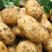 内蒙赤峰黄心土豆V7土豆规格齐全量大从优要的联系