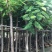 云南凤凰木袋苗，5-8-10-12-15-18-20分