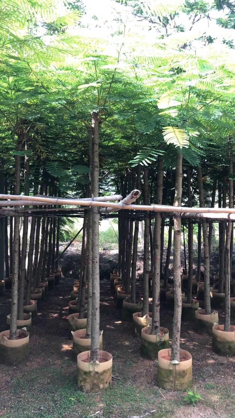 云南凤凰木袋苗，5-8-10-12-15-18-20分