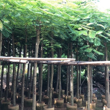 云南凤凰木袋苗，5-8-10-12-15-18-20分