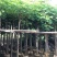 云南凤凰木袋苗，5-8-10-12-15-18-20分