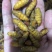 广州伟森特色食材批发新鲜漂亮冰冻干水小蚕蛹