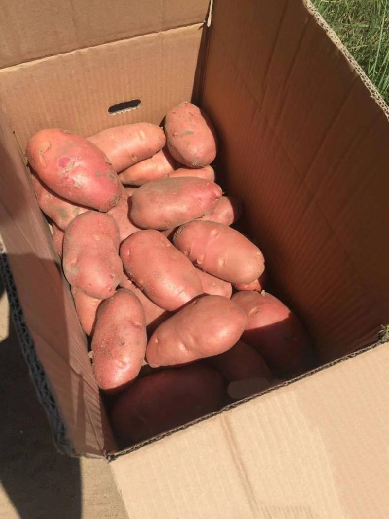 【红皮雪川红土豆】内蒙土豆产地直销量大从优要的联系