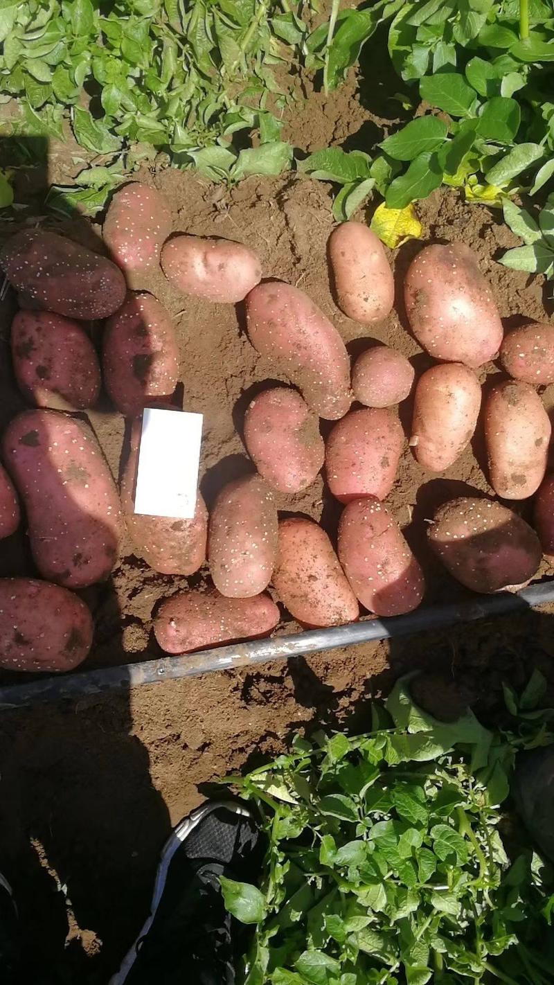 【红皮雪川红土豆】内蒙土豆产地直销量大从优要的联系