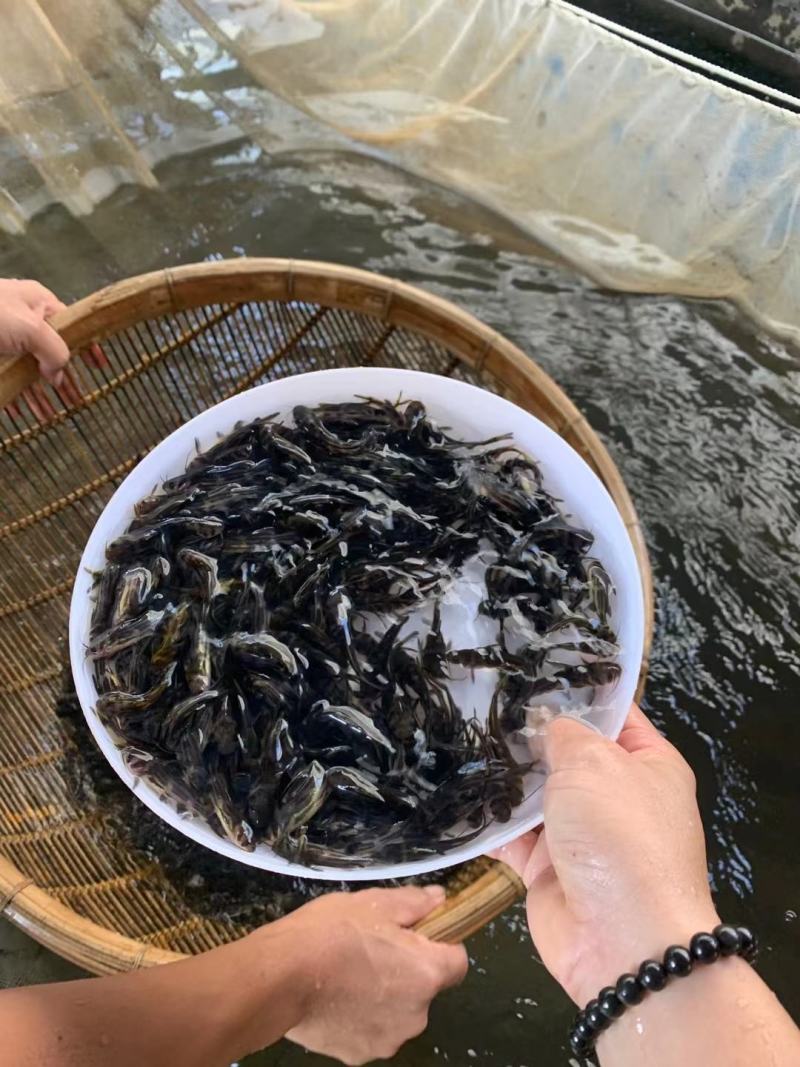 现货杂交黄骨鱼苗黄颡鱼苗黄鸭叫昂刺鱼黄辣丁汪丁活鱼苗淡水