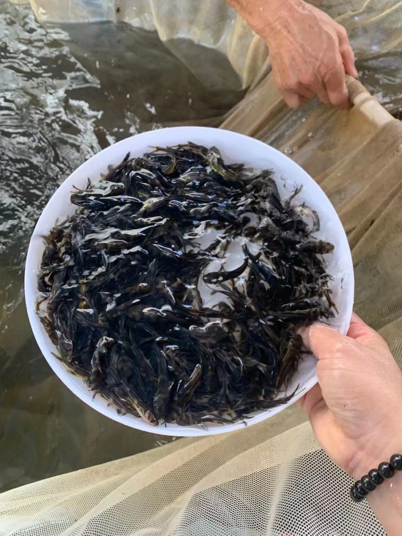 现货杂交黄骨鱼苗黄颡鱼苗黄鸭叫昂刺鱼黄辣丁汪丁活鱼苗淡水