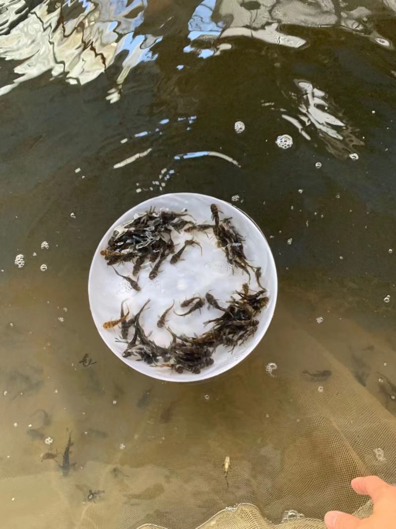 现货杂交黄骨鱼苗黄颡鱼苗黄鸭叫昂刺鱼黄辣丁汪丁活鱼苗淡水