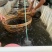 现货杂交黄骨鱼苗黄颡鱼苗黄鸭叫昂刺鱼黄辣丁汪丁活鱼苗淡水
