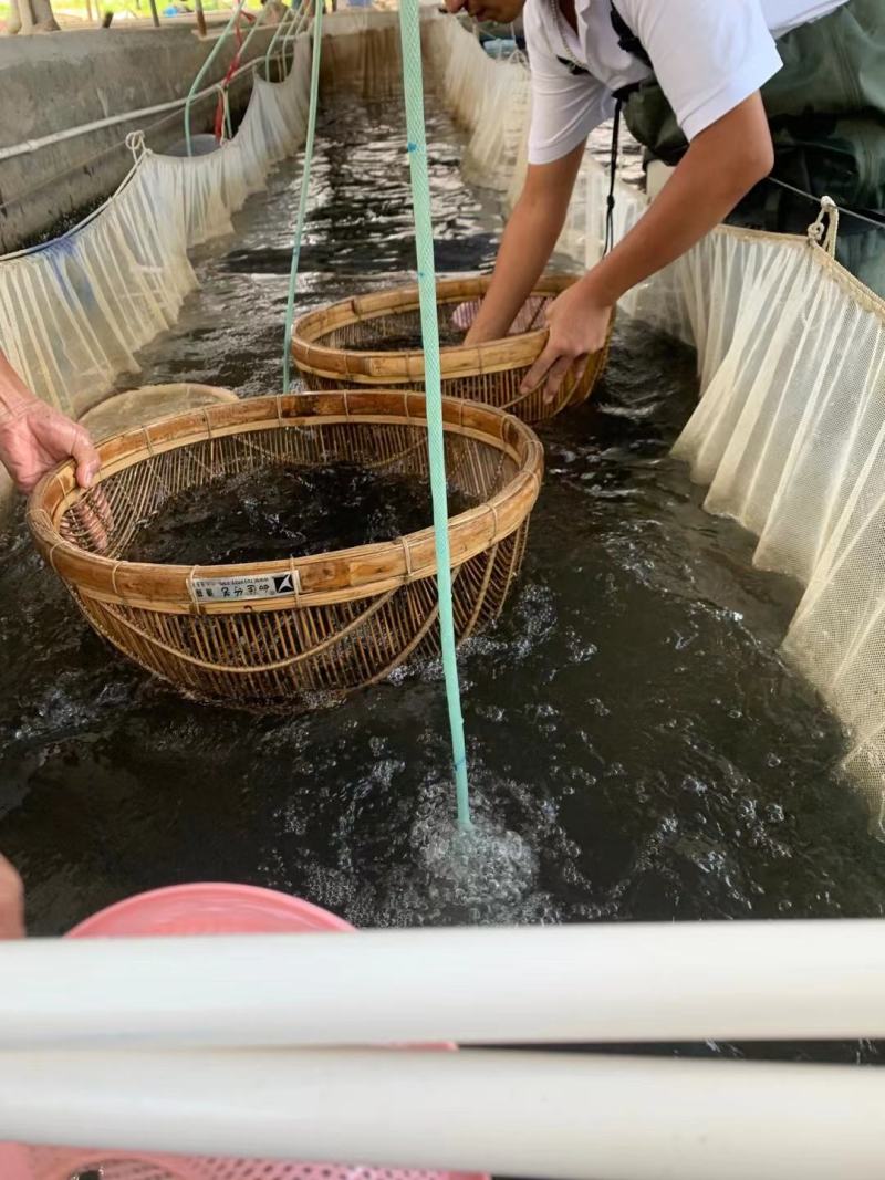 现货杂交黄骨鱼苗黄颡鱼苗黄鸭叫昂刺鱼黄辣丁汪丁活鱼苗淡水
