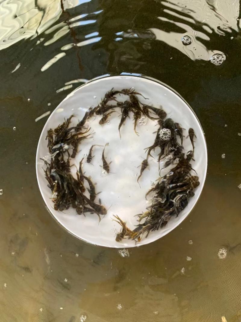 现货杂交黄骨鱼苗黄颡鱼苗黄鸭叫昂刺鱼黄辣丁汪丁活鱼苗淡水