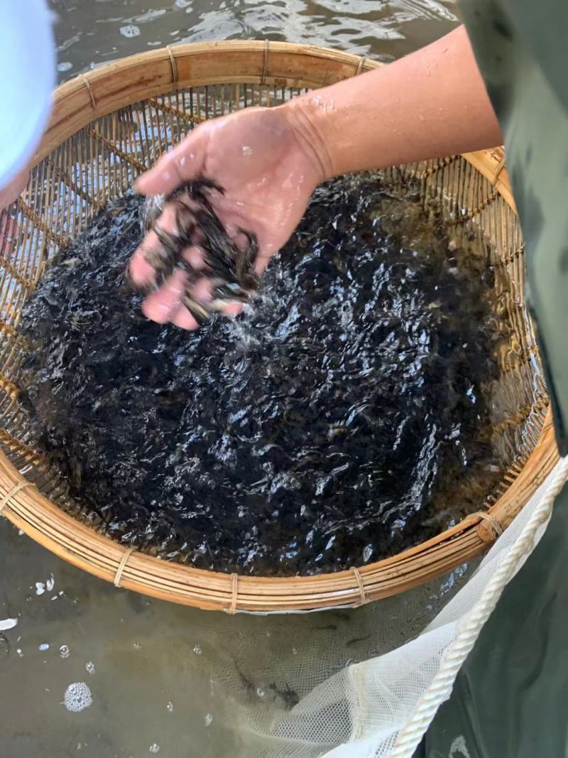 现货杂交黄骨鱼苗黄颡鱼苗黄鸭叫昂刺鱼黄辣丁汪丁活鱼苗淡水