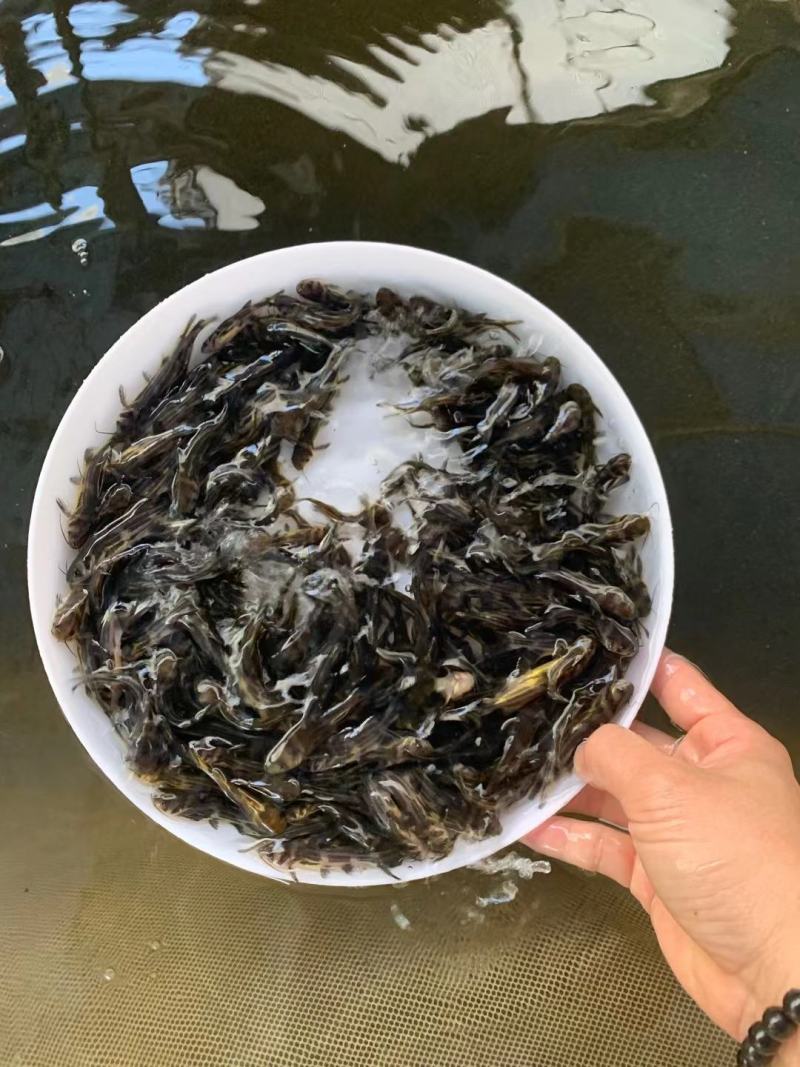 现货杂交黄骨鱼苗黄颡鱼苗黄鸭叫昂刺鱼黄辣丁汪丁活鱼苗淡水
