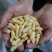 广州伟森特色食材批发熟冻树蜂一二级混合蛹