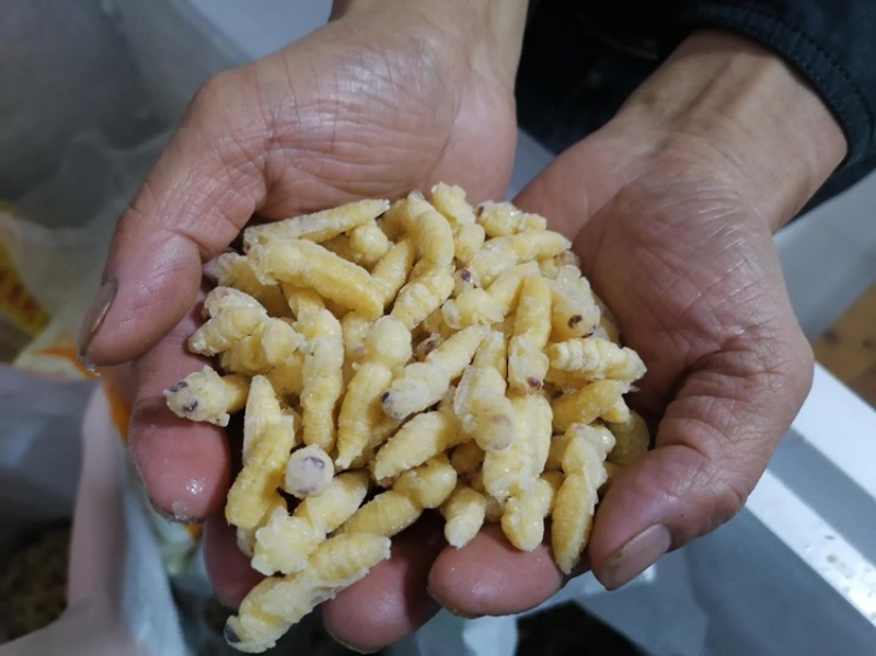 广州伟森特色食材批发熟冻树蜂一二级混合蛹