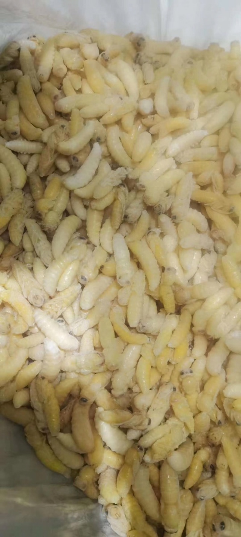 广州伟森特色食材批发熟冻树蜂一二级混合蛹