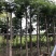 云南供应：蓝花楹5-8-10-12-15分