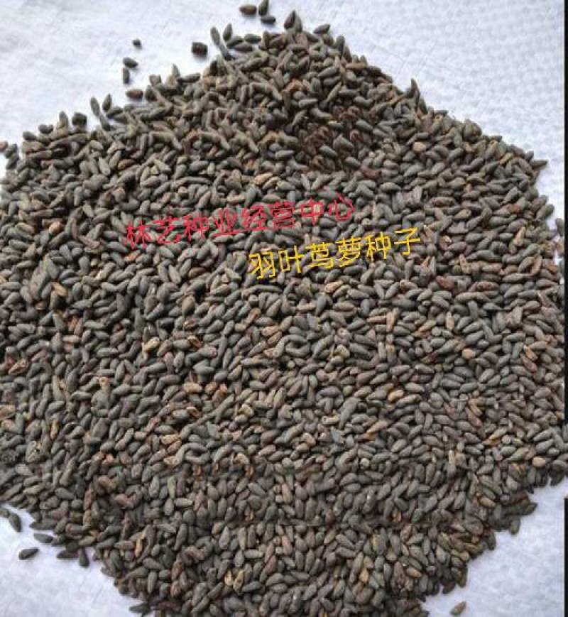 优质羽叶莺萝种子五角星花种茑萝阳台爬藤莺萝鸢萝羽衣鸢萝花