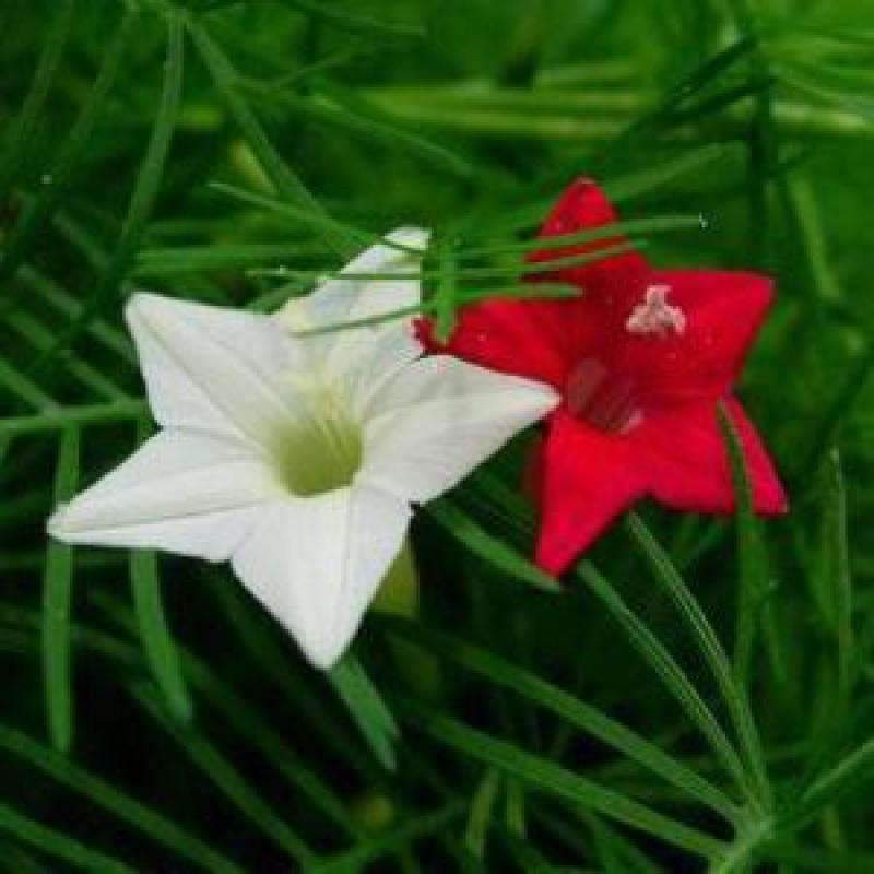 优质羽叶莺萝种子五角星花种茑萝阳台爬藤莺萝鸢萝羽衣鸢萝花