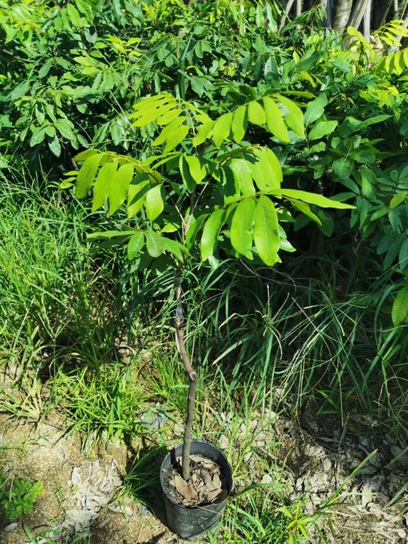 供应广西：四季龙眼树