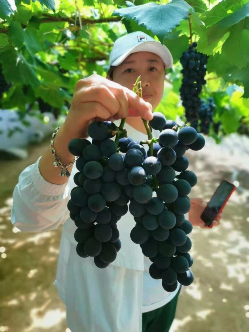 葡萄有玫瑰香，巨峰，夏黑，金手指，等多个品种