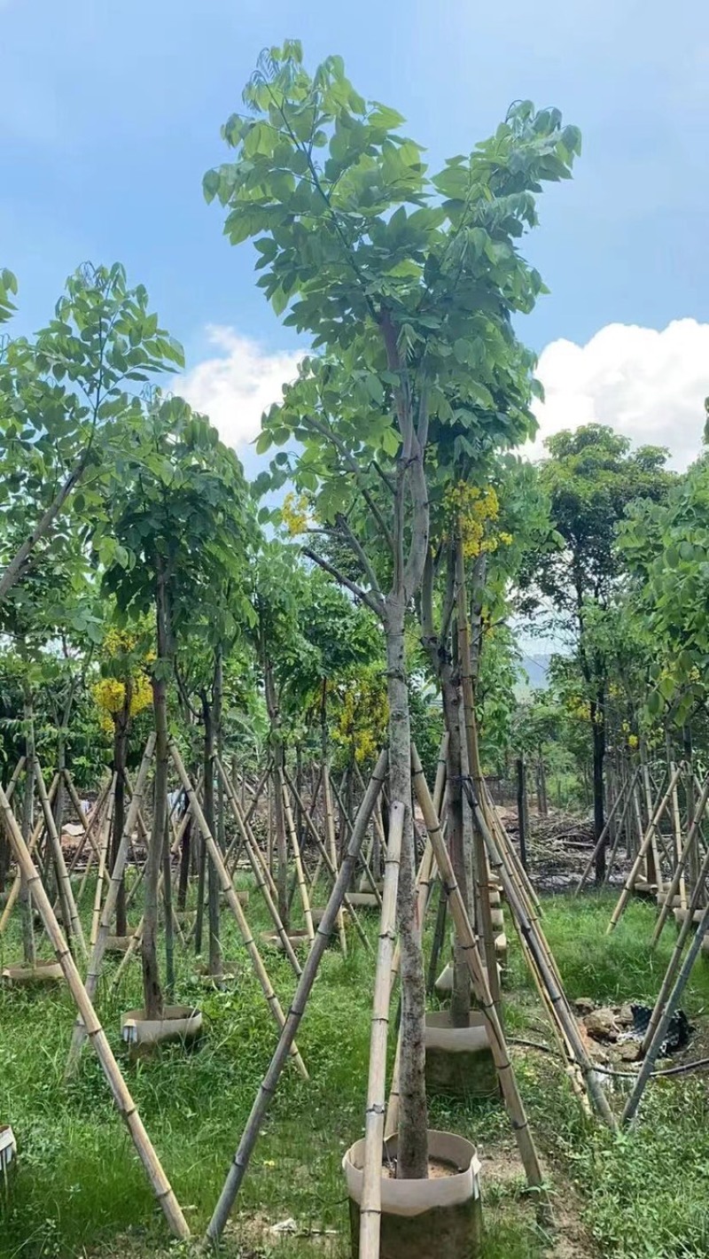 供应云南腊肠树5-6-8-10-12-15分