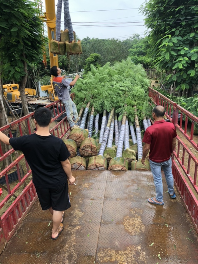 供应云南凤凰木移植苗，5-8-10-12-15-20分