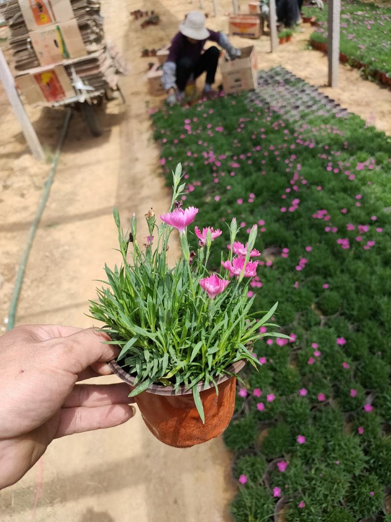 绿化用地被，宿根草花