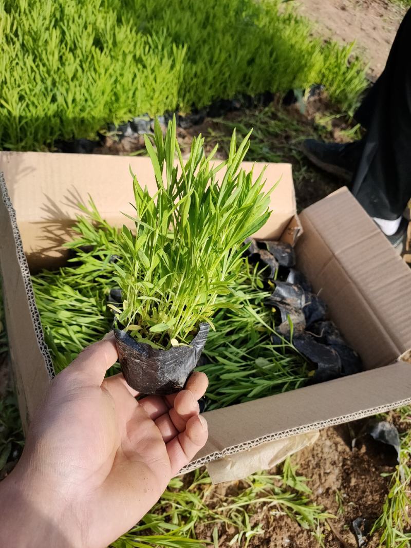 绿化用地被，宿根草花