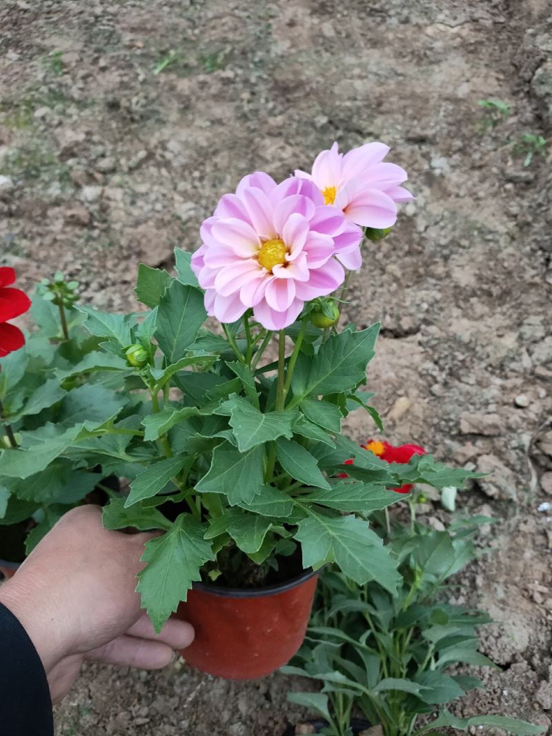 绿化用地被，宿根草花