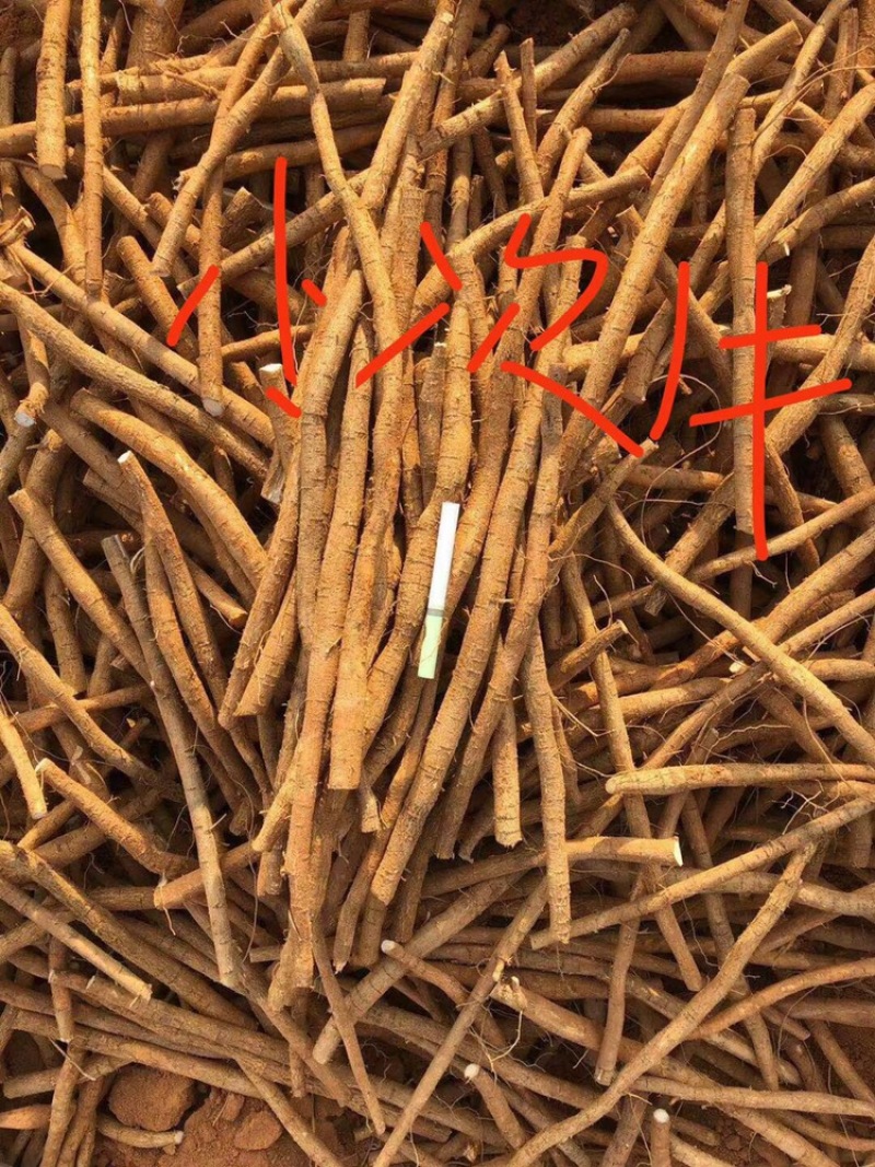 新鲜牛大力