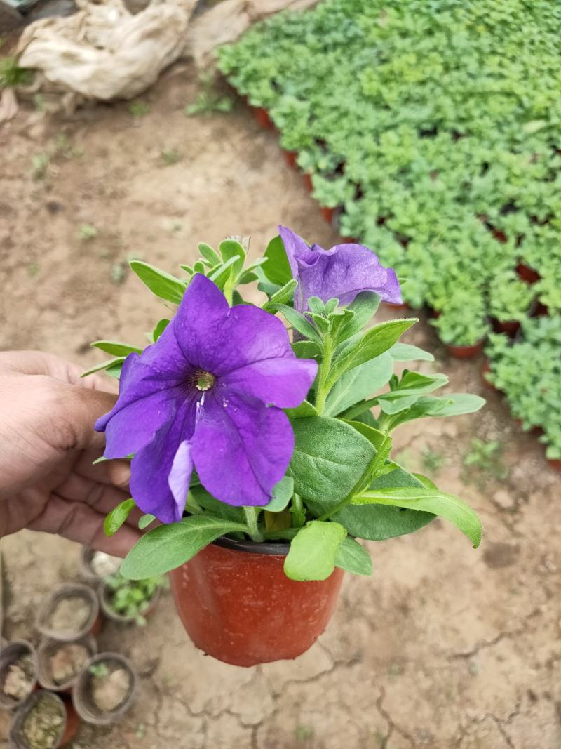 绿化用地被，宿根草花