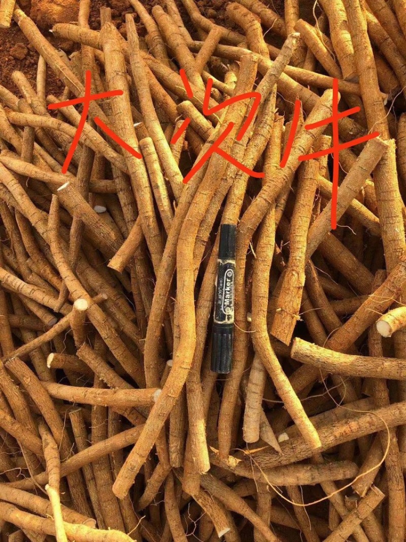 新鲜牛大力