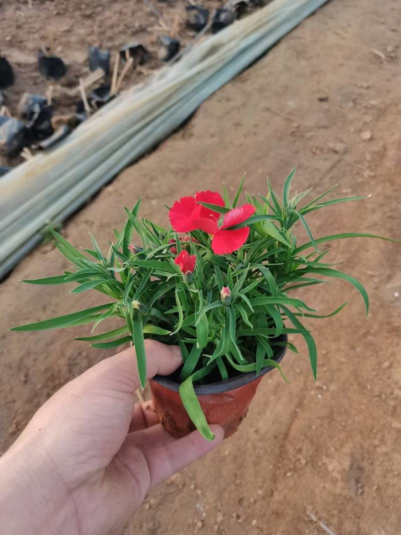 绿化组摆草花